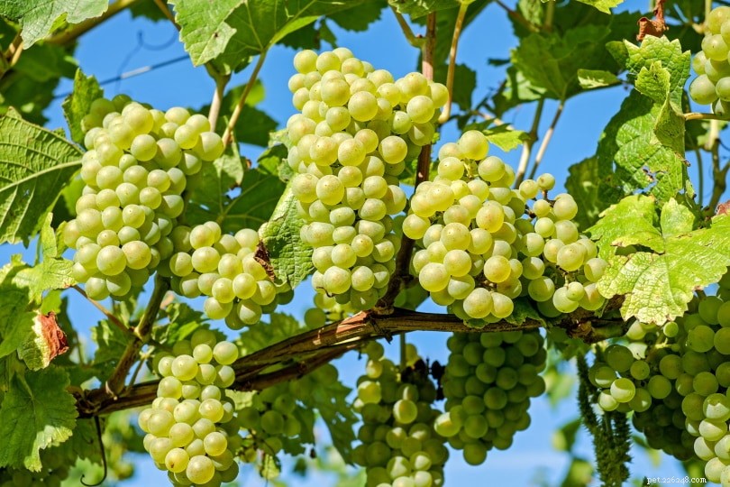 I parrocchetti possono mangiare l uva? Cosa devi sapere!