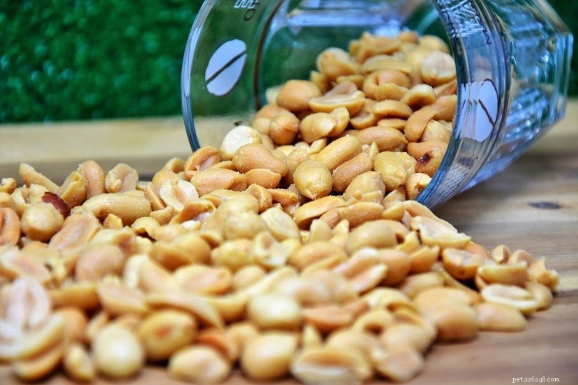 Les calopsittes peuvent-elles manger des cacahuètes ? Ce que vous devez savoir !