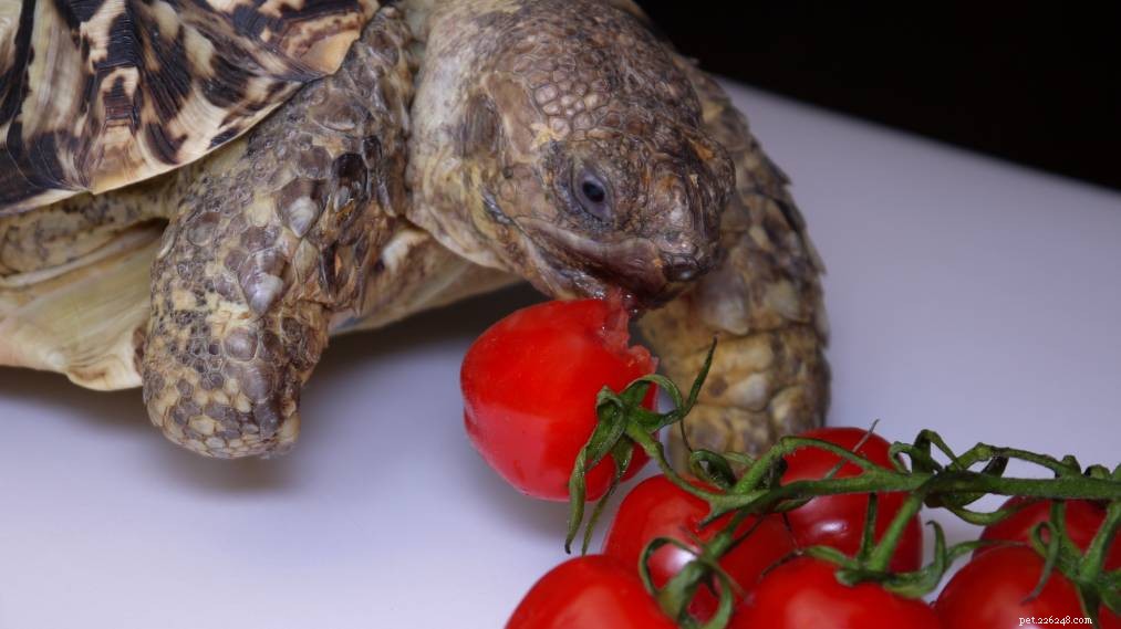 Můžou želvy jíst rajčata? Co potřebujete vědět!