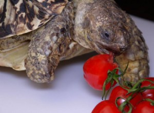 Могут ли черепахи есть помидоры? Что вам нужно знать!