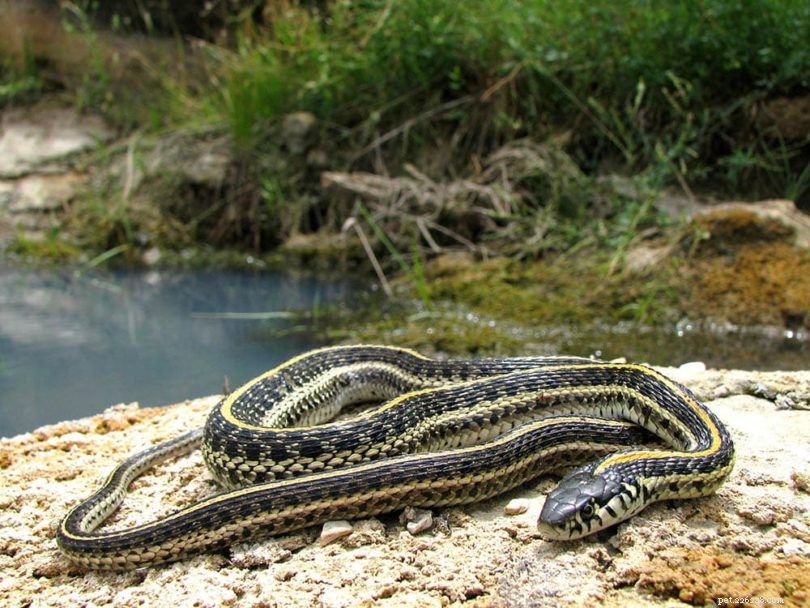 콜로라도에서 25마리의 뱀이 발견되었습니다.