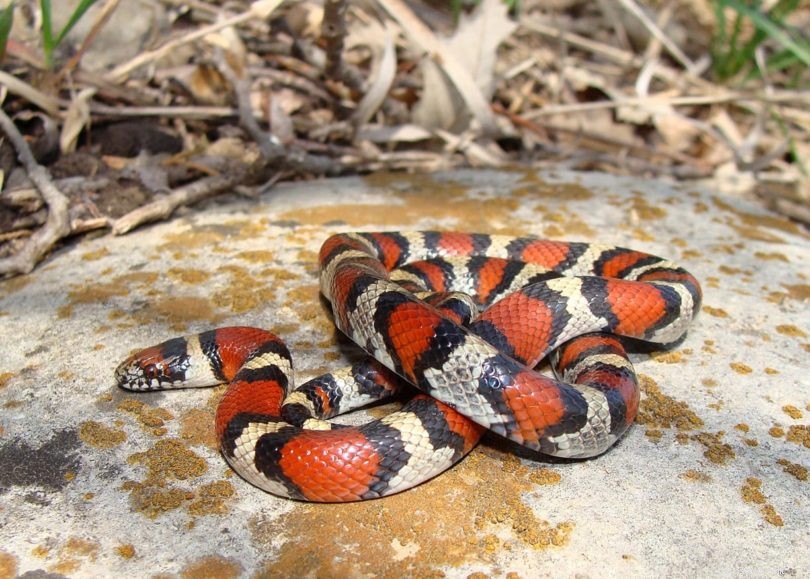 유타에서 17마리의 뱀이 발견되었습니다.