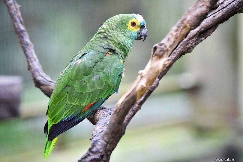 Espécie de papagaio da Amazônia