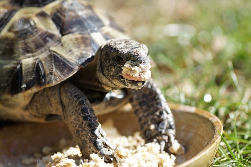 Kunnen schildpadden spinazie eten? Wat u moet weten!