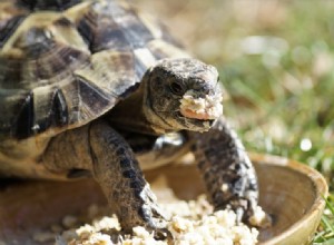 Můžou želvy jíst špenát? Co potřebujete vědět!