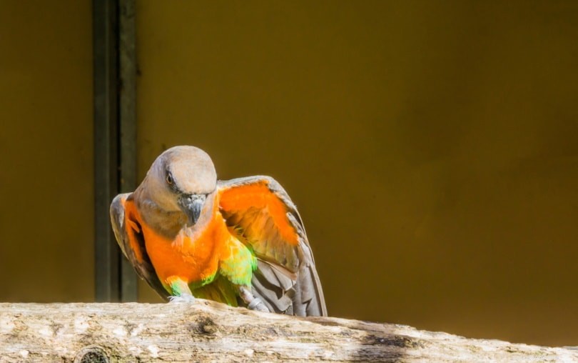 Papagaio-de-barriga-vermelha