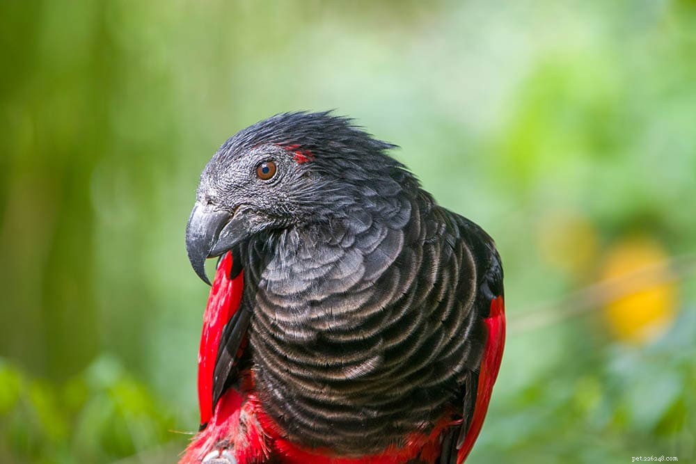 15 fascinerende en leuke papegaaienfeiten die je nooit wist