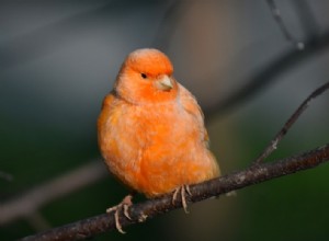 Red-Factor Canary