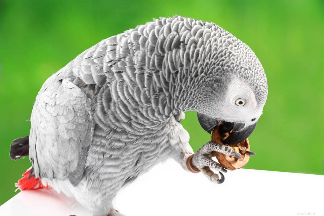 Papagaios podem comer nozes? O que você precisa saber! 