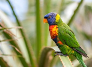 Swainson s Blue Mountain Lorikeet