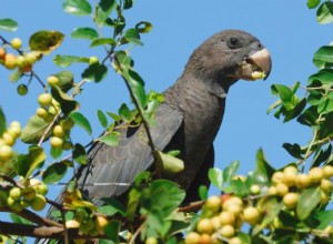 Vasa Parrot