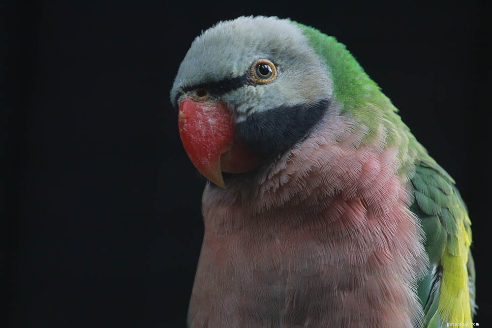 17 увлекательных и забавных фактов о попугаях, которых вы никогда не знали