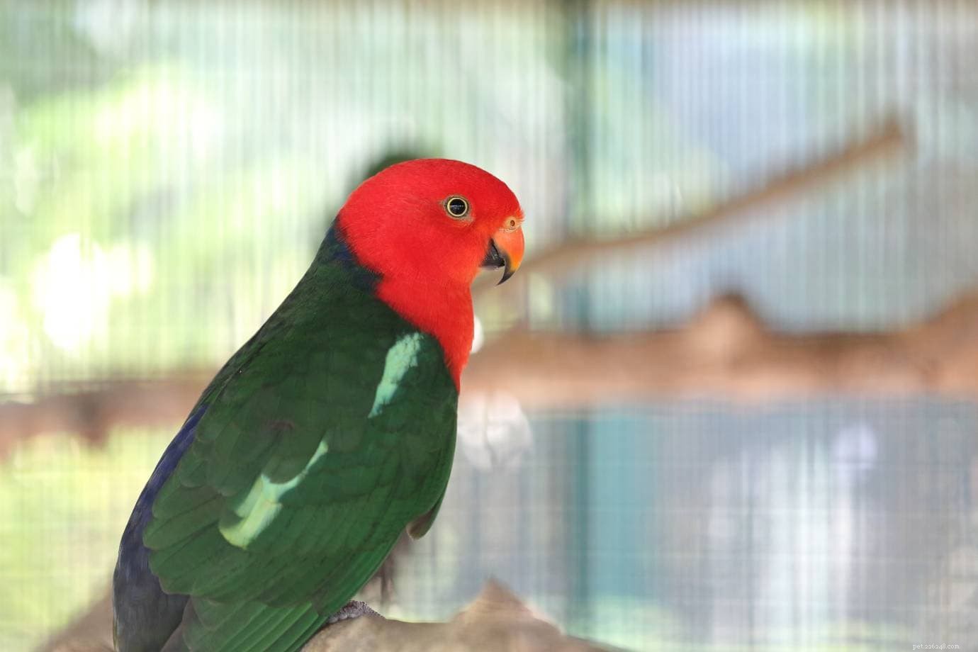 Rei Papagaio Australiano