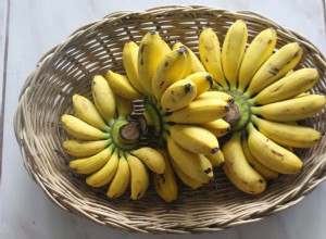 Můžou andulky jíst banány? Co potřebujete vědět!