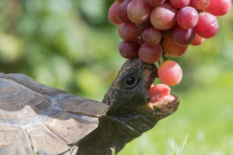 Můžou želvy jíst hrozny? Co potřebujete vědět!