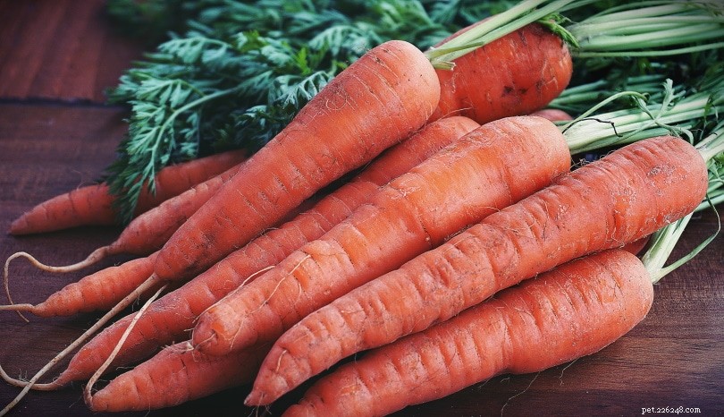 Le tartarughe possono mangiare le carote? Cosa devi sapere!