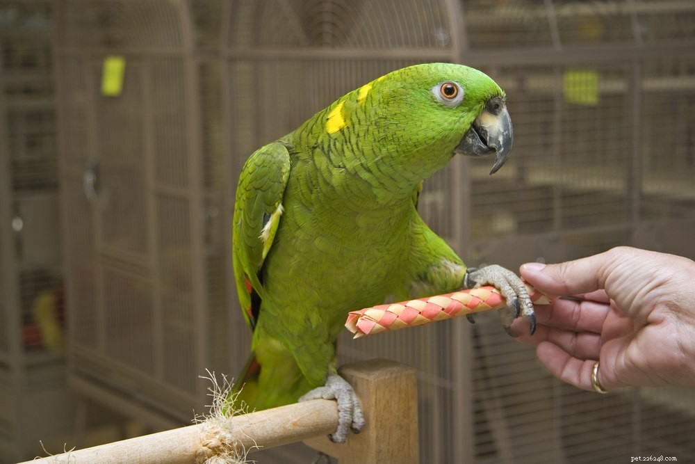 Желтошейный амазонский попугай
