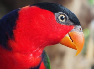 Black Lory