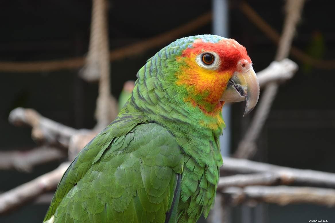 Красный амазонский попугай