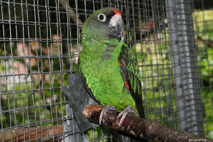 Papagaio do jardim (papagaio-de-frente vermelha)