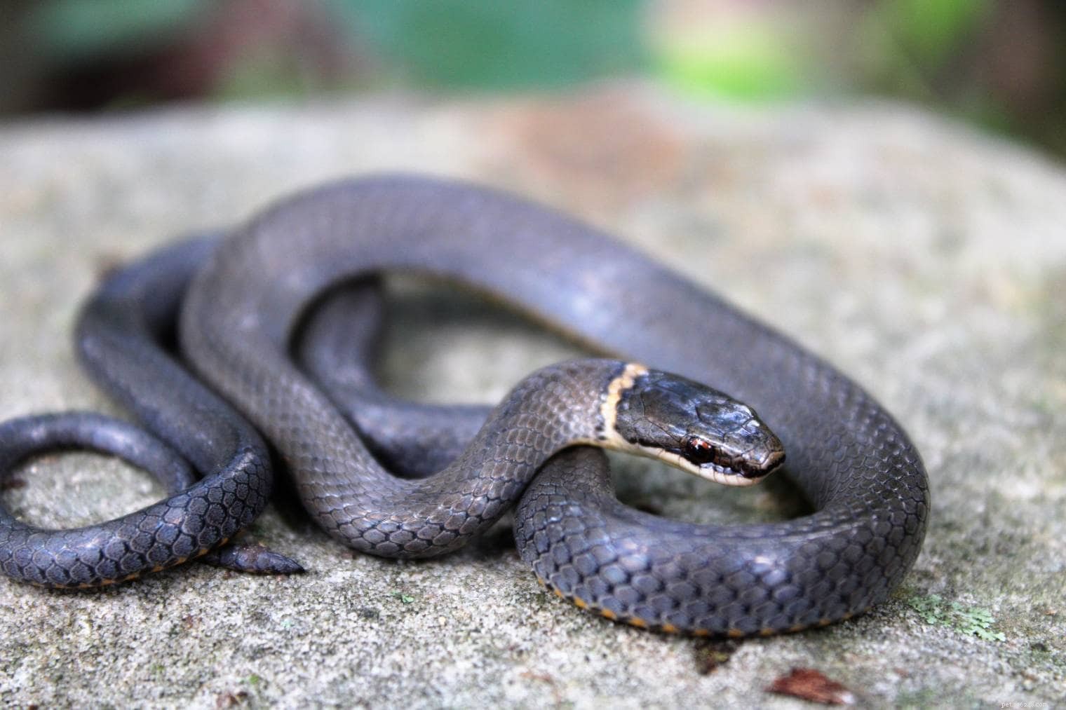 20 увлекательных и забавных фактов о змеях, которых вы никогда не знали