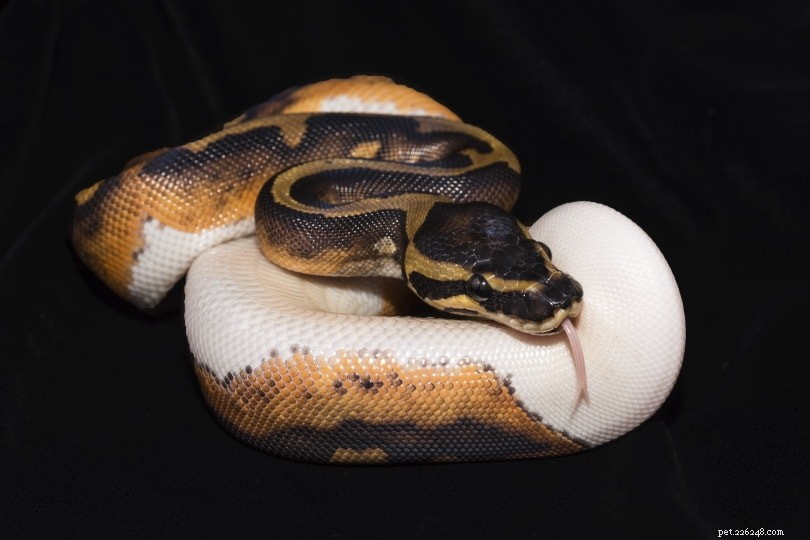 Bola Pythons são bons animais de estimação?