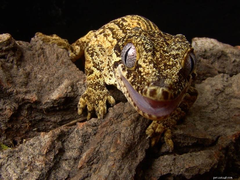 Les geckos font-ils de bons animaux de compagnie ?