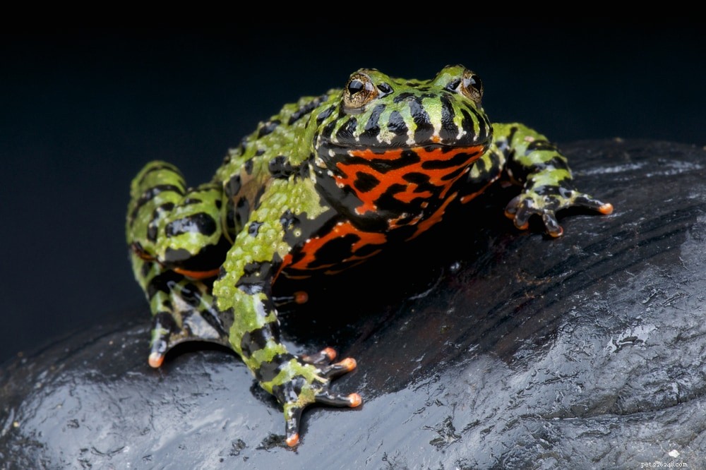8 лучших компаньонов для огнебрюхих жаб (Руководство по совместимости 2022)