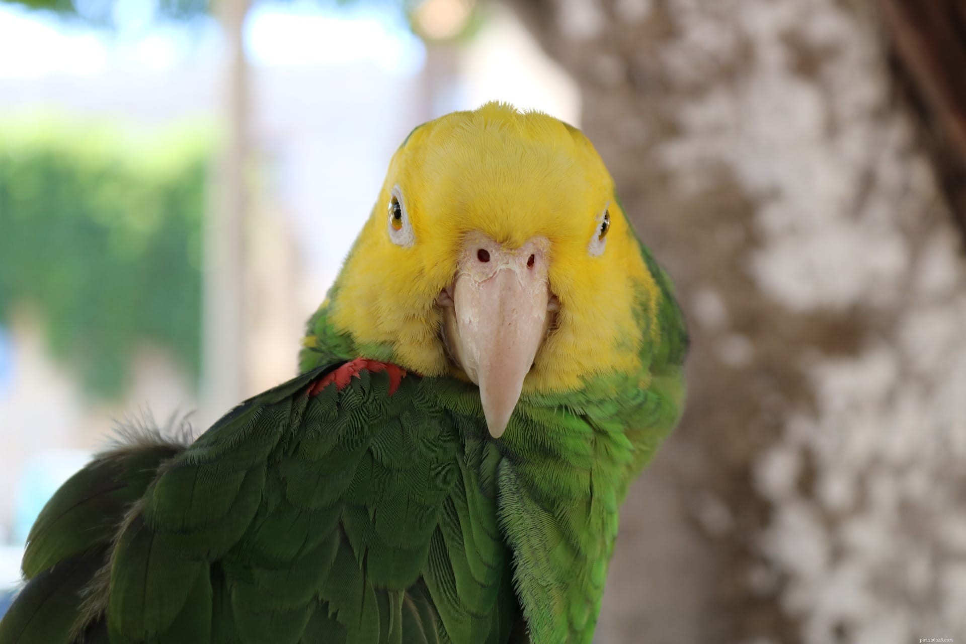 27 Fascinerande och roliga fakta om fågelfåglar som du aldrig visste