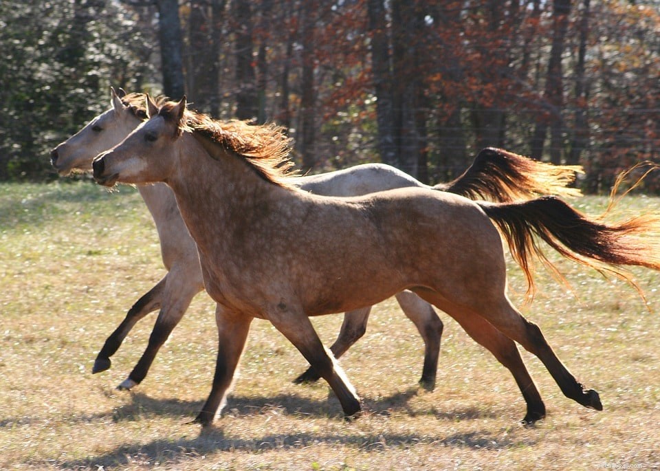 15 curiosità e curiosità sui cavalli che non hai mai saputo