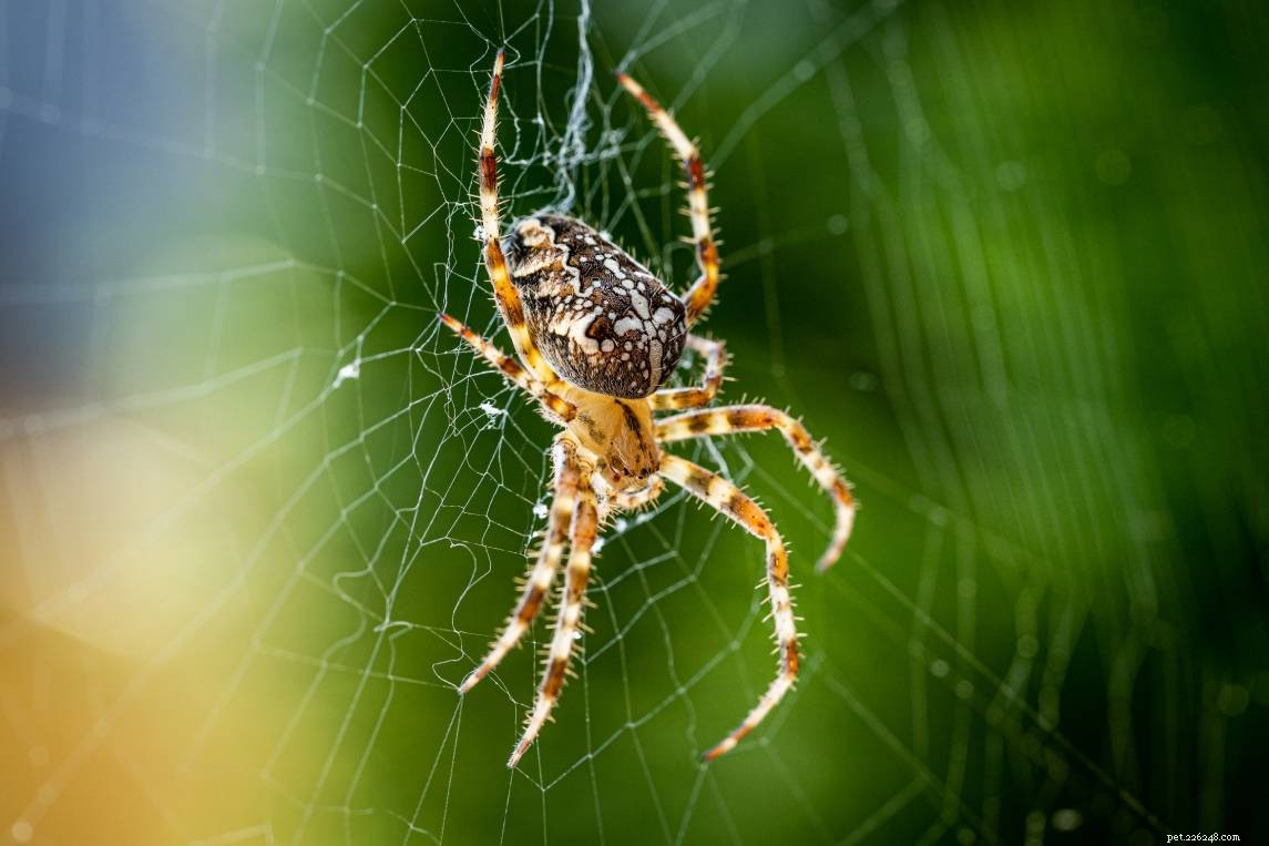 19 aranhas encontradas na Geórgia