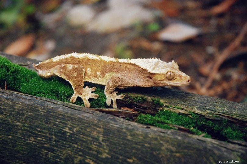23 увлекательных и забавных факта о хохлатых гекконах, которых вы никогда не знали