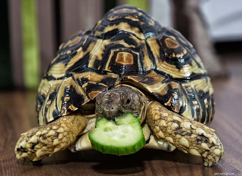 8 alimentos humanos que as tartarugas podem comer