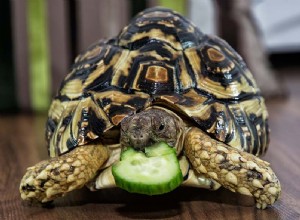 거북이가 먹을 수 있는 8가지 인간 음식