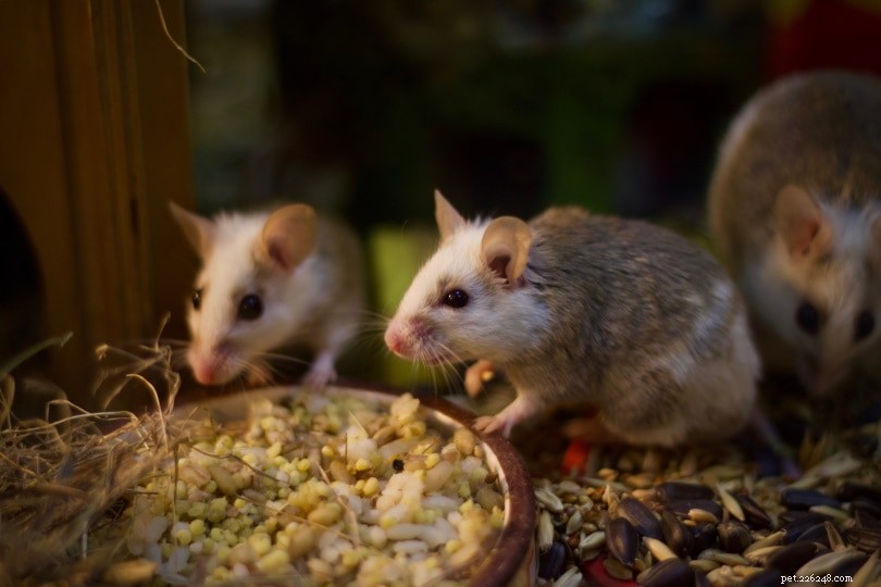 Les rats peuvent-ils manger de la nourriture pour lapin ? Ce que vous devez savoir !