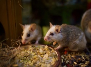 Могут ли крысы есть кроличью пищу? Что вам нужно знать!