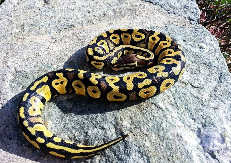 30 faits fascinants et amusants sur le python royal que vous ne connaissiez pas