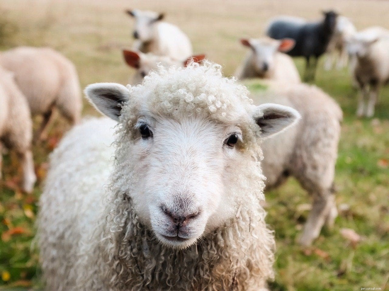 Le pecore sono buoni animali da compagnia? Cosa devi sapere!