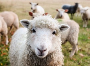 Являются ли овцы хорошими домашними животными? Что вам нужно знать!