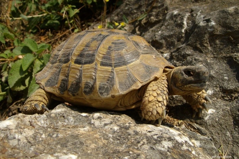 19 увлекательных и забавных фактов о черепахах, которых вы никогда не знали