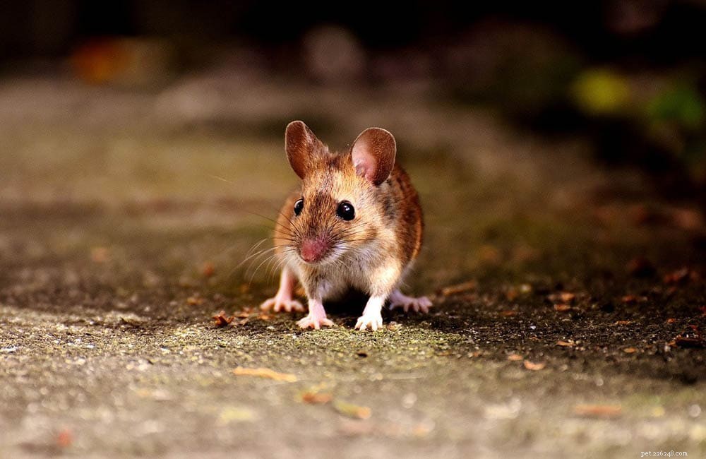 24 fascinerende en leuke muizenfeiten die je nooit wist