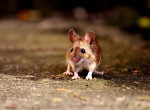 24 fascinujících a zábavných faktů o myších, o kterých jste nikdy nevěděli