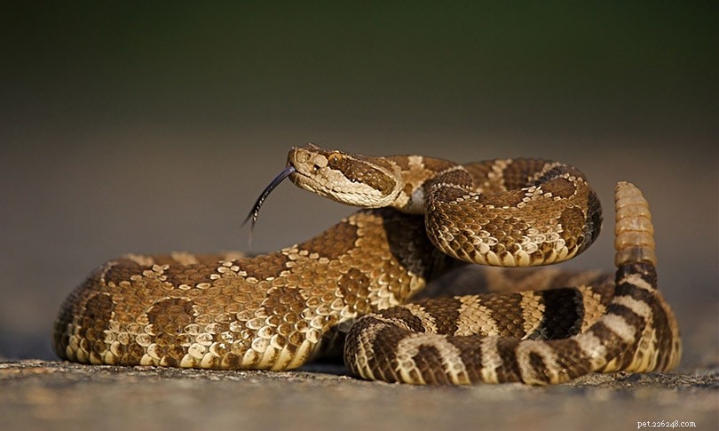 33 ormar hittade i Texas (med bilder)