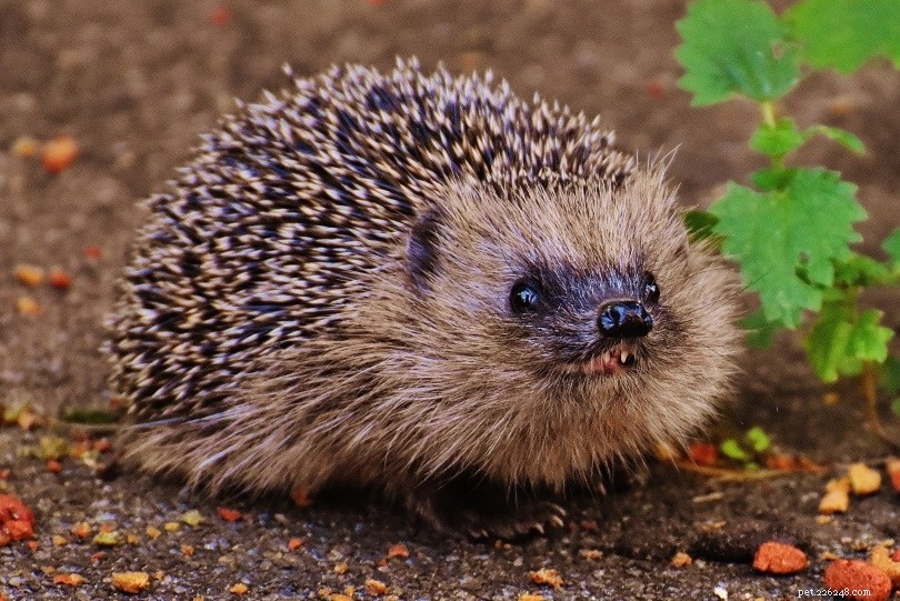7 Hedgehog-myter och missuppfattningar:Det är dags att sluta tro på dessa!