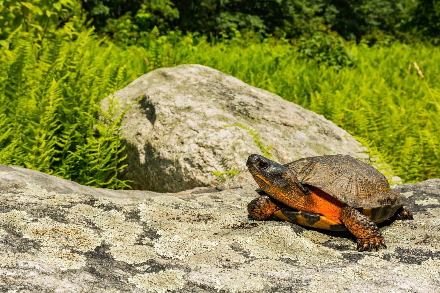 11 mythes en misvattingen over schildpadden:het is tijd om deze niet meer te geloven!