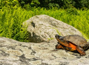 11 мифов и заблуждений о черепахах:пора перестать в них верить!