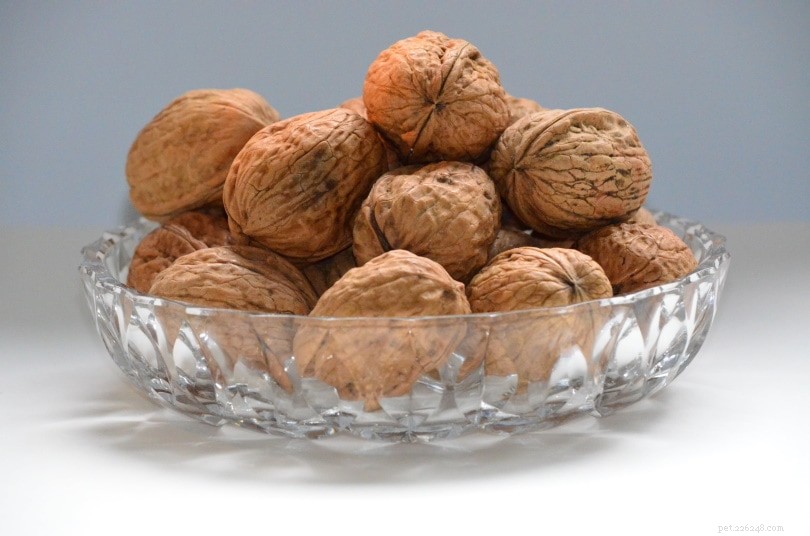 Les calopsittes peuvent-elles manger des noix ? Ce que vous devez savoir !