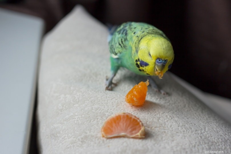 Mohou andulky jíst pomeranče? Co potřebujete vědět!