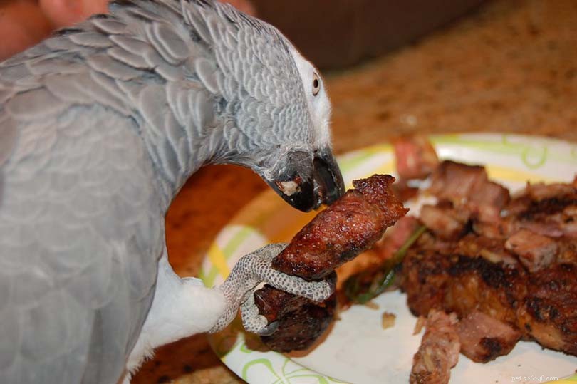 I pappagalli possono mangiare il pollo? Cosa devi sapere!