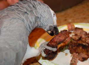 Můžou papoušci jíst kuře? Co potřebujete vědět!